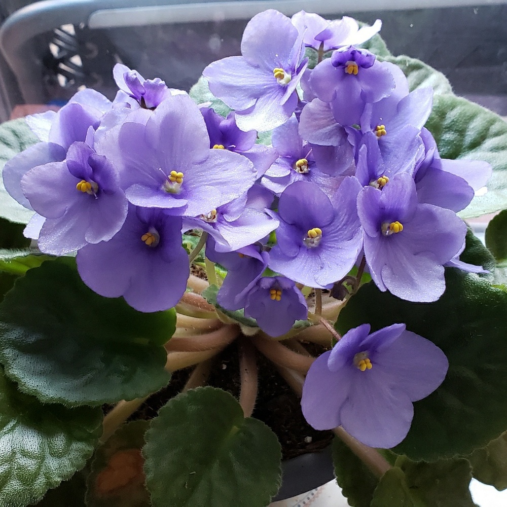 Meet your Posher, Virginia